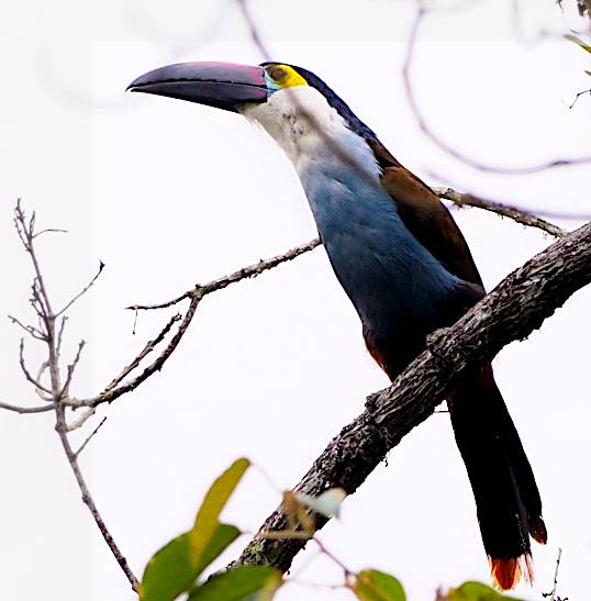Black-billed Mountain-Toucan