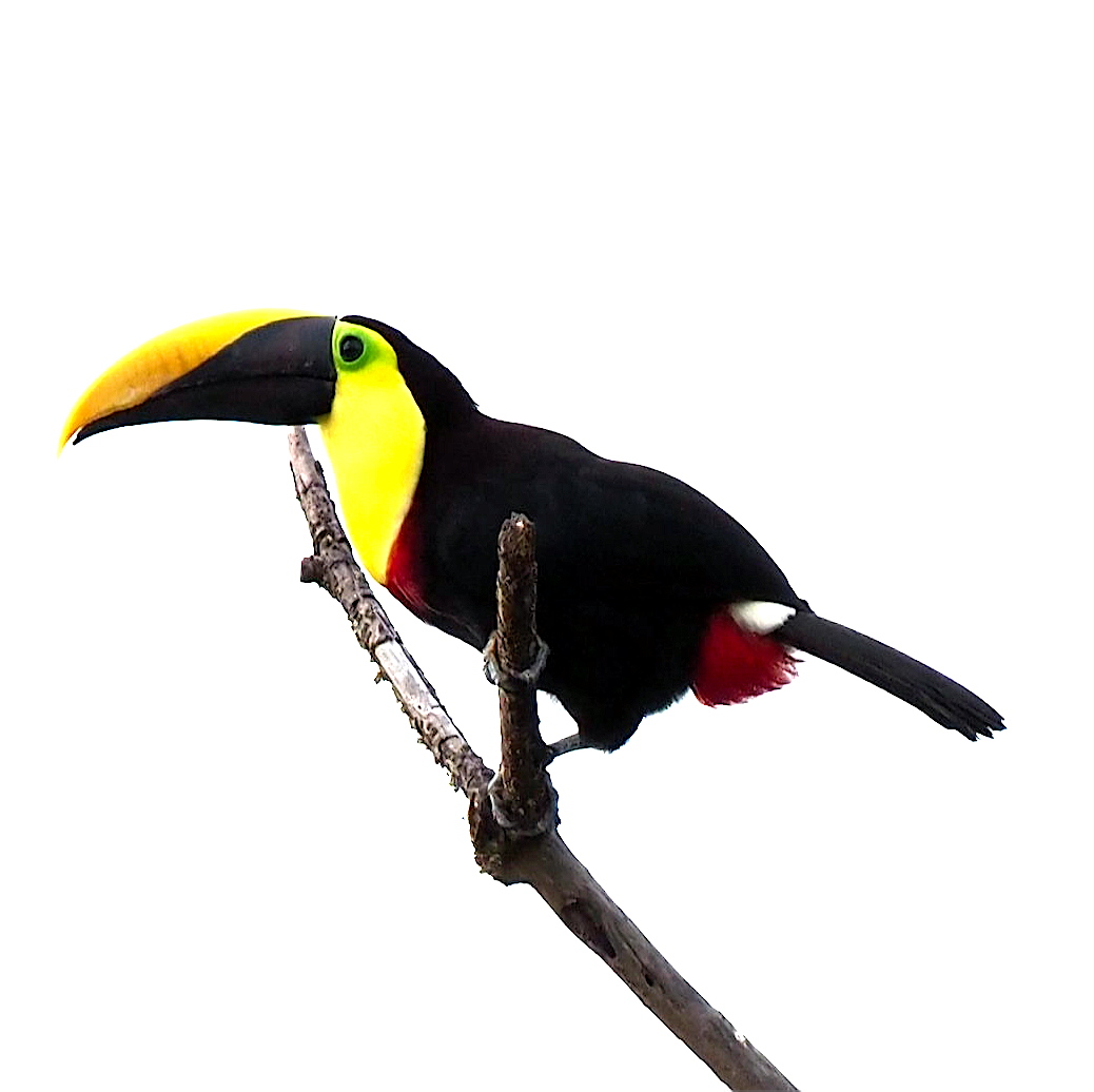 Yellow-throated Toucan