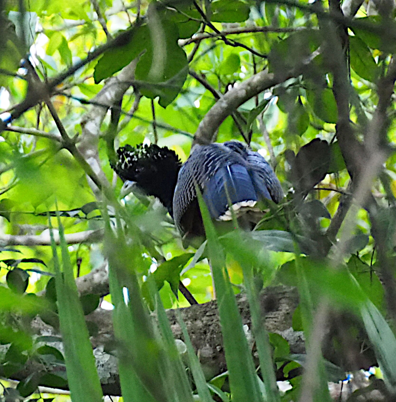 Blue-billed Curassow (Crax alberti) in its natural forest habitat in Tayrona National Park