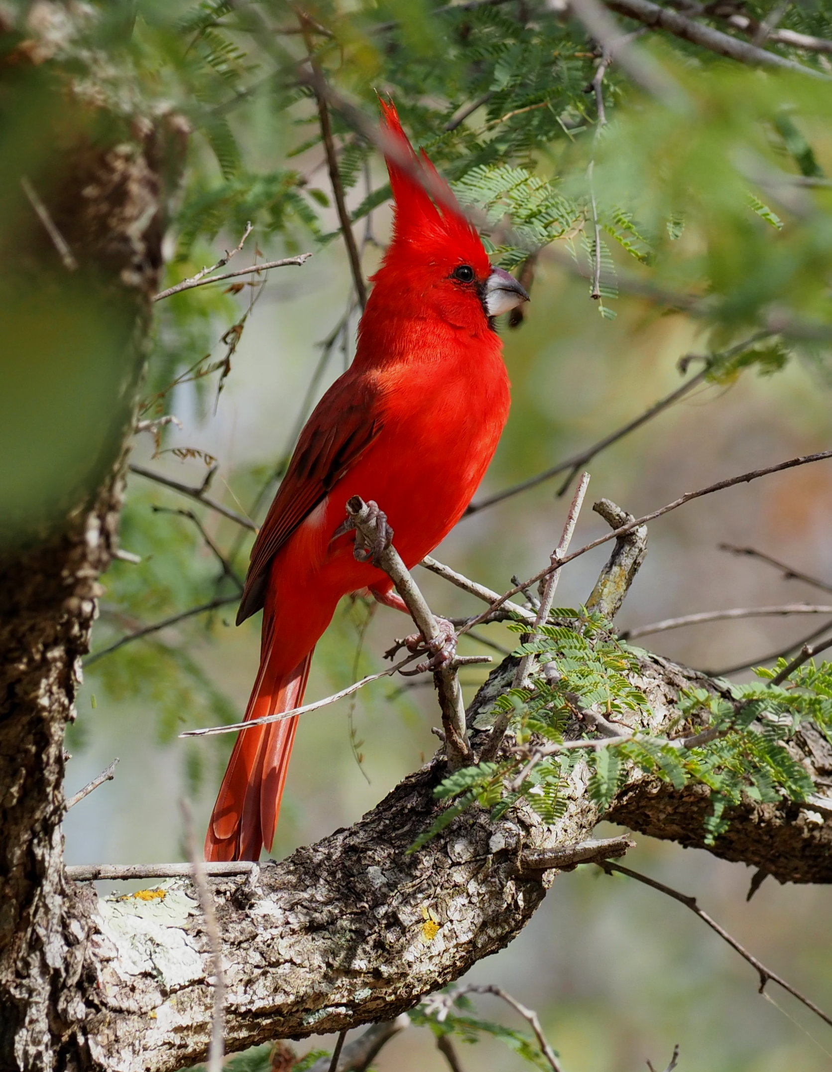 Vermilion Cardinal in Sierra Nevada de Santa Marta representing Adventure Tours