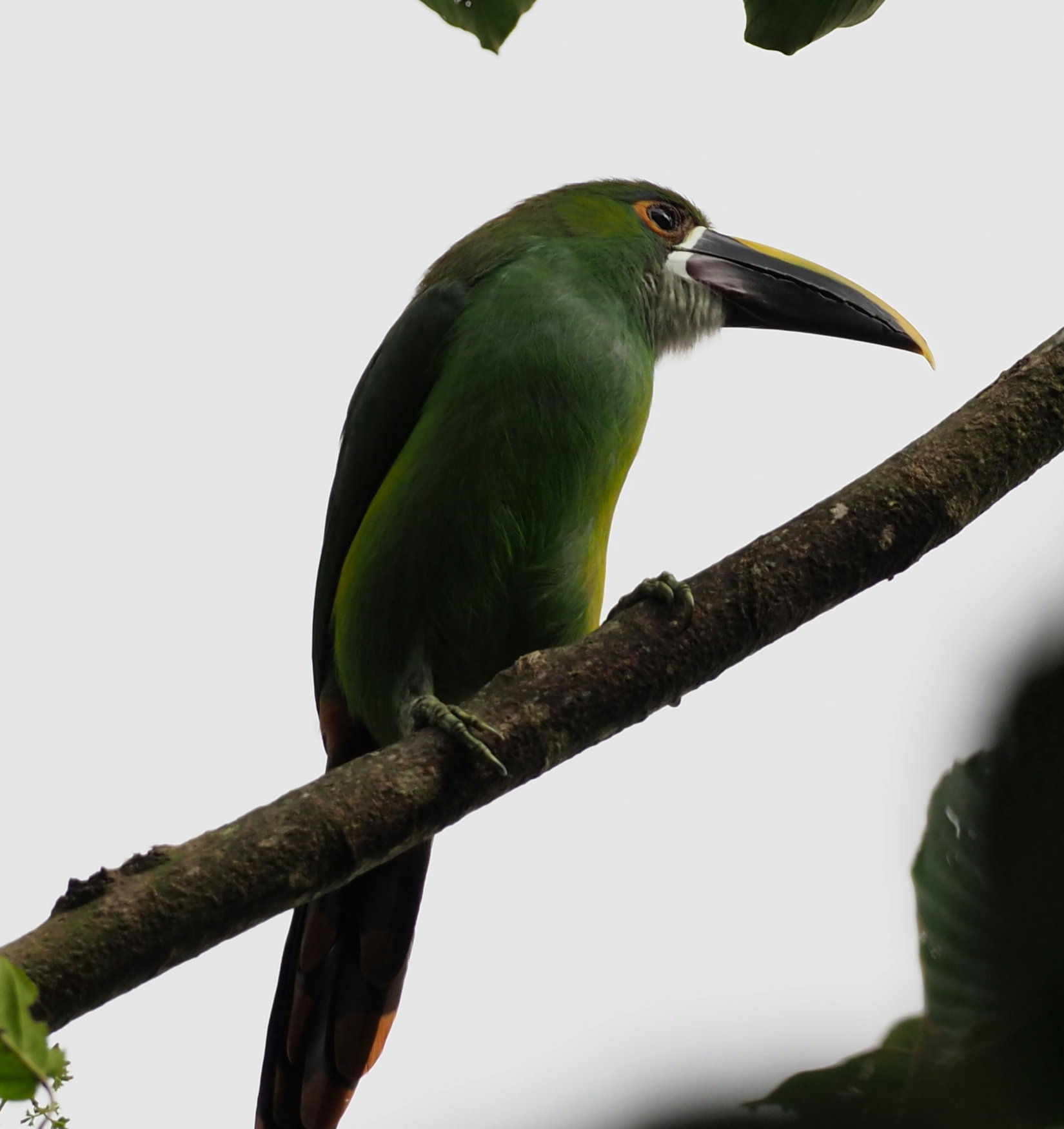 Emerald Toucanet (Aulacorhynchus prasinus) in cloud forest habitat of Sierra Nevada