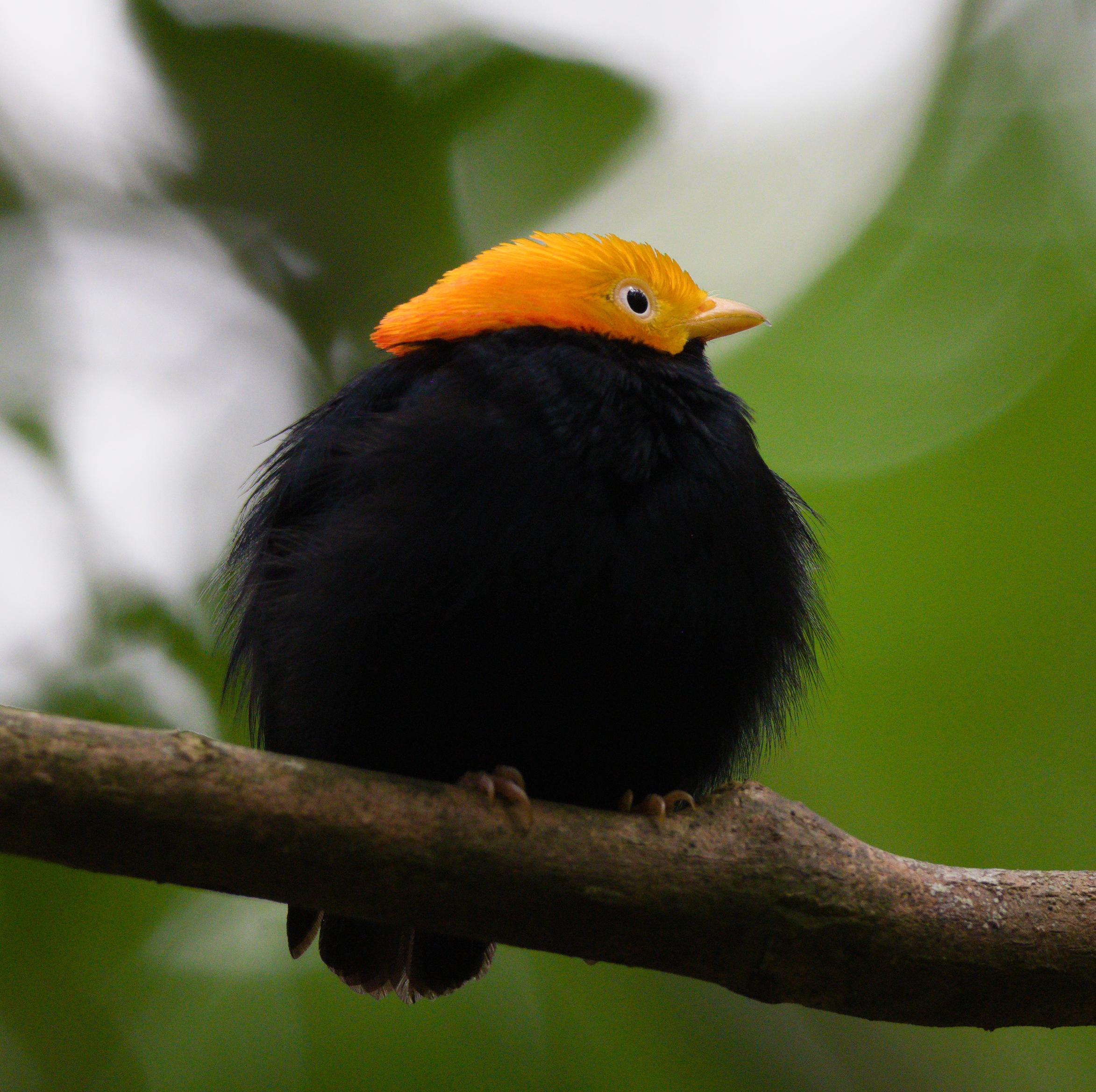 Golden-headed Manakin