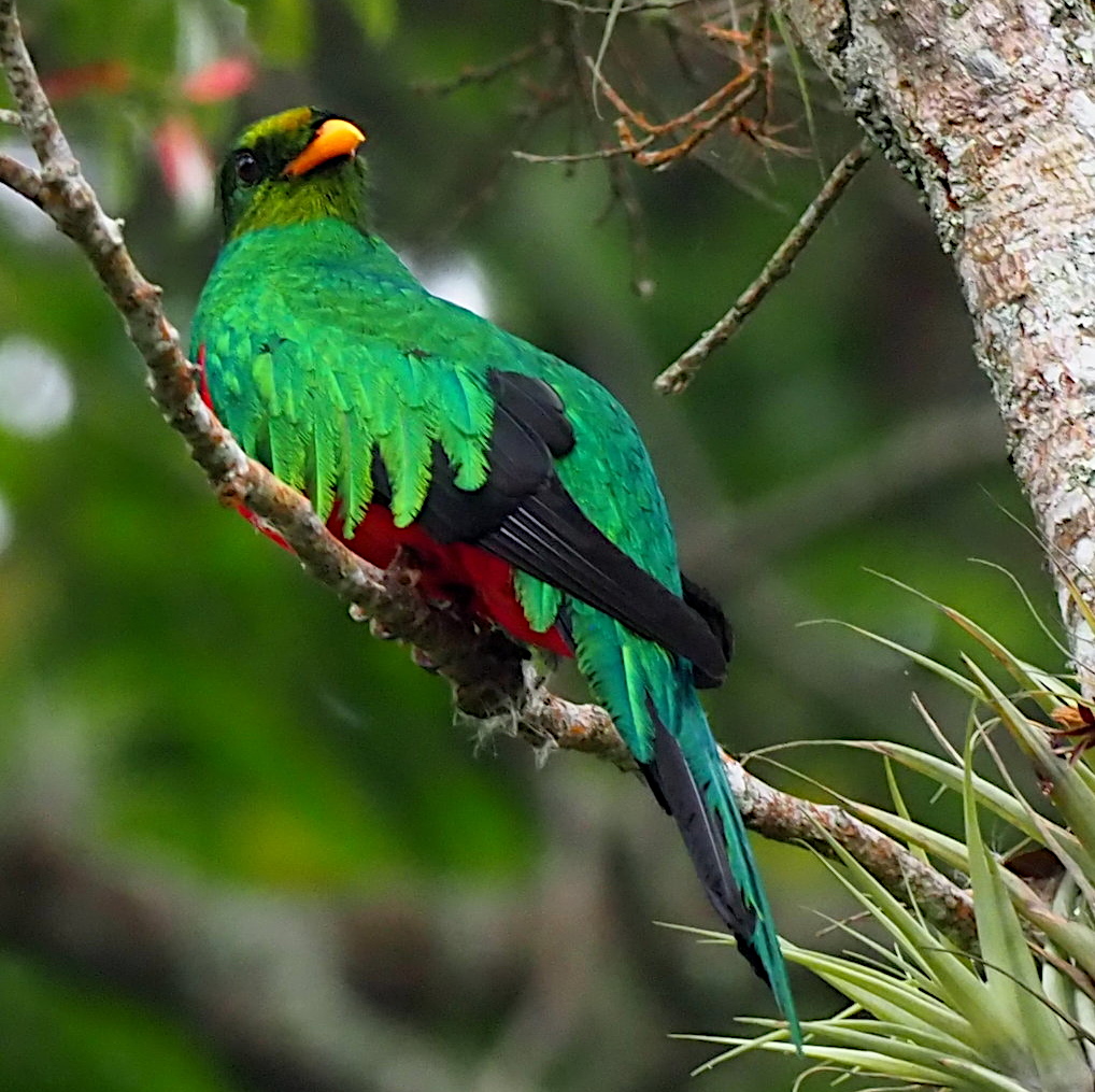 Golden-headed Quetzal