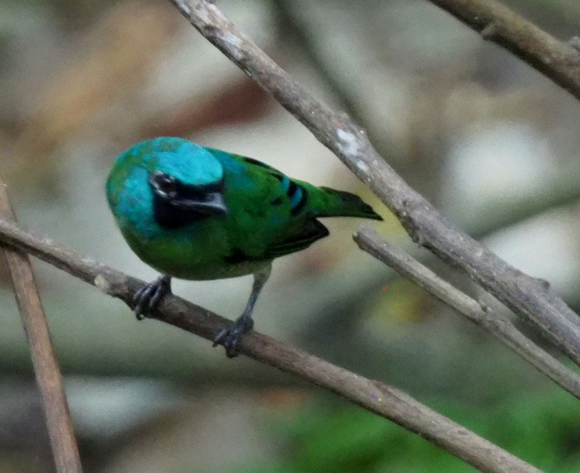 Minca transitional forests