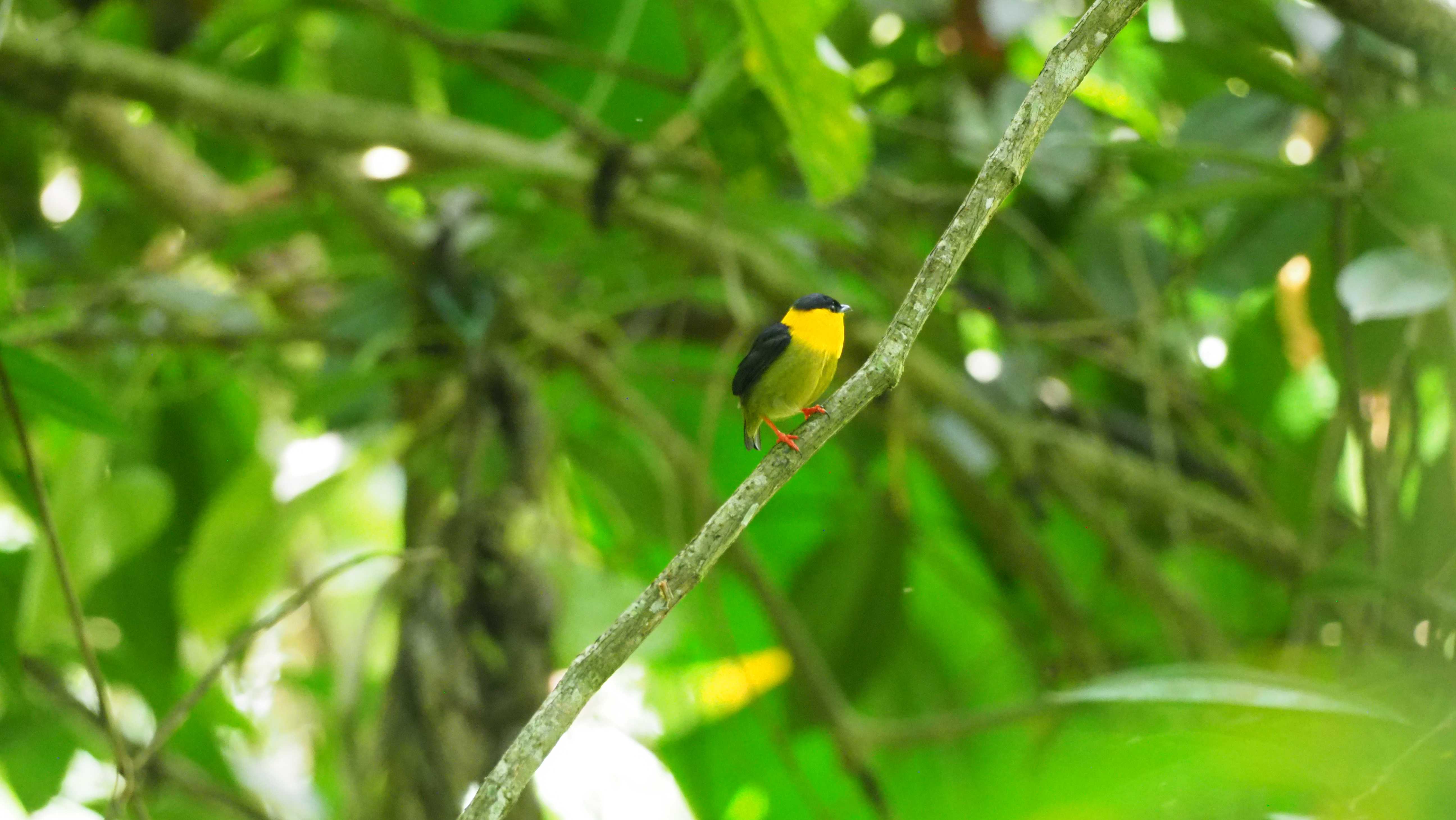 Orange-collared Manakin showing distinctive orange collar in cloud forest habitat