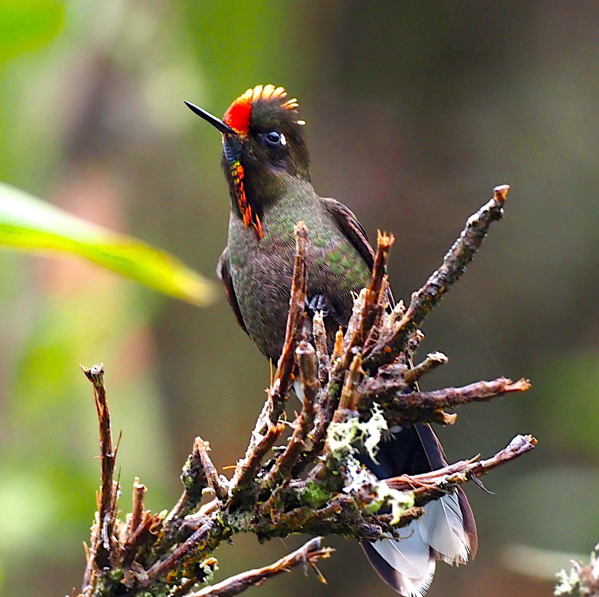 Rainbow-bearded Thornbill