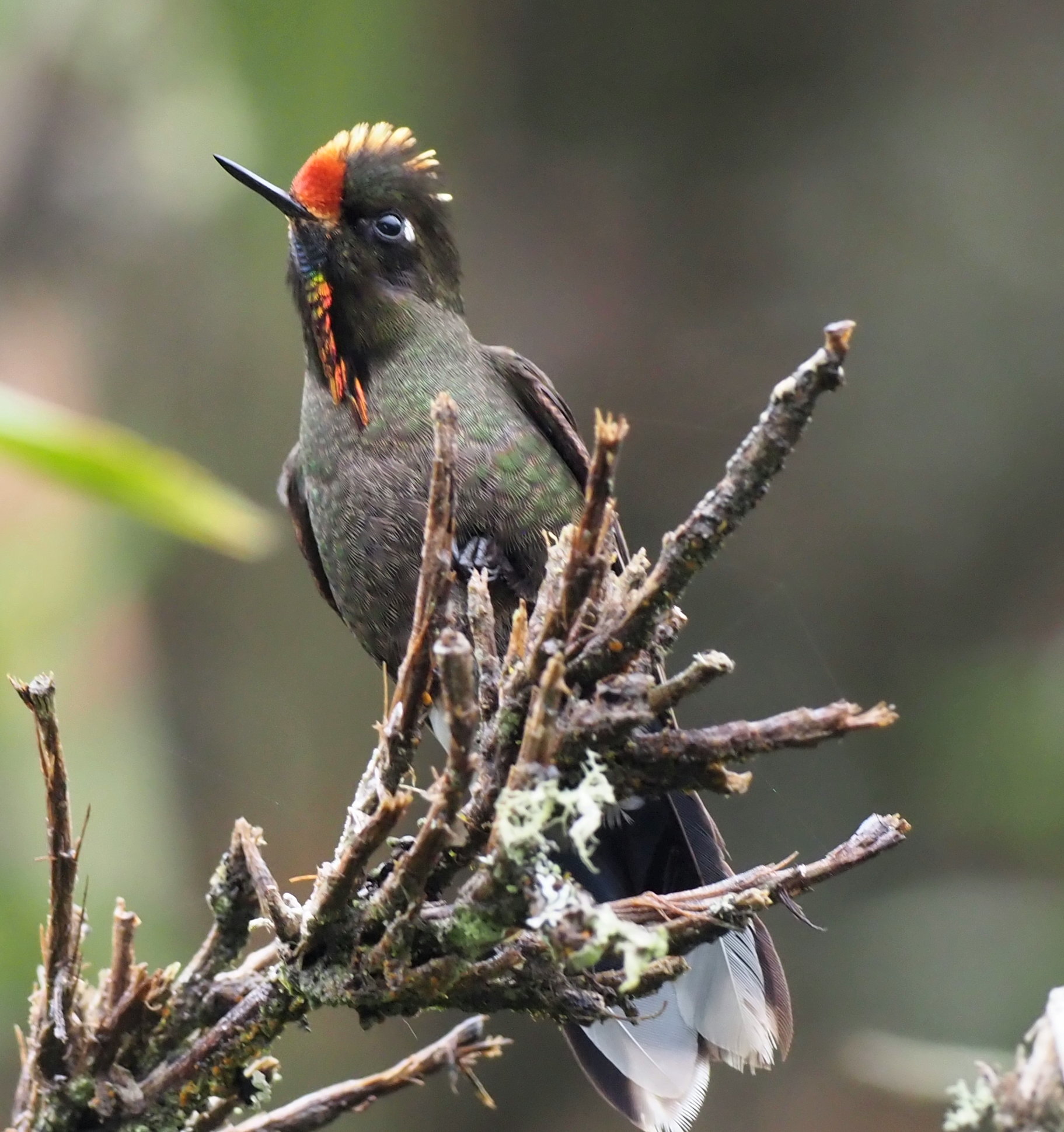 Rainbow-bearded Thornbill (Chalcostigma herrani) displaying its spectacular iridescent throat in high-altitude páramo habitat