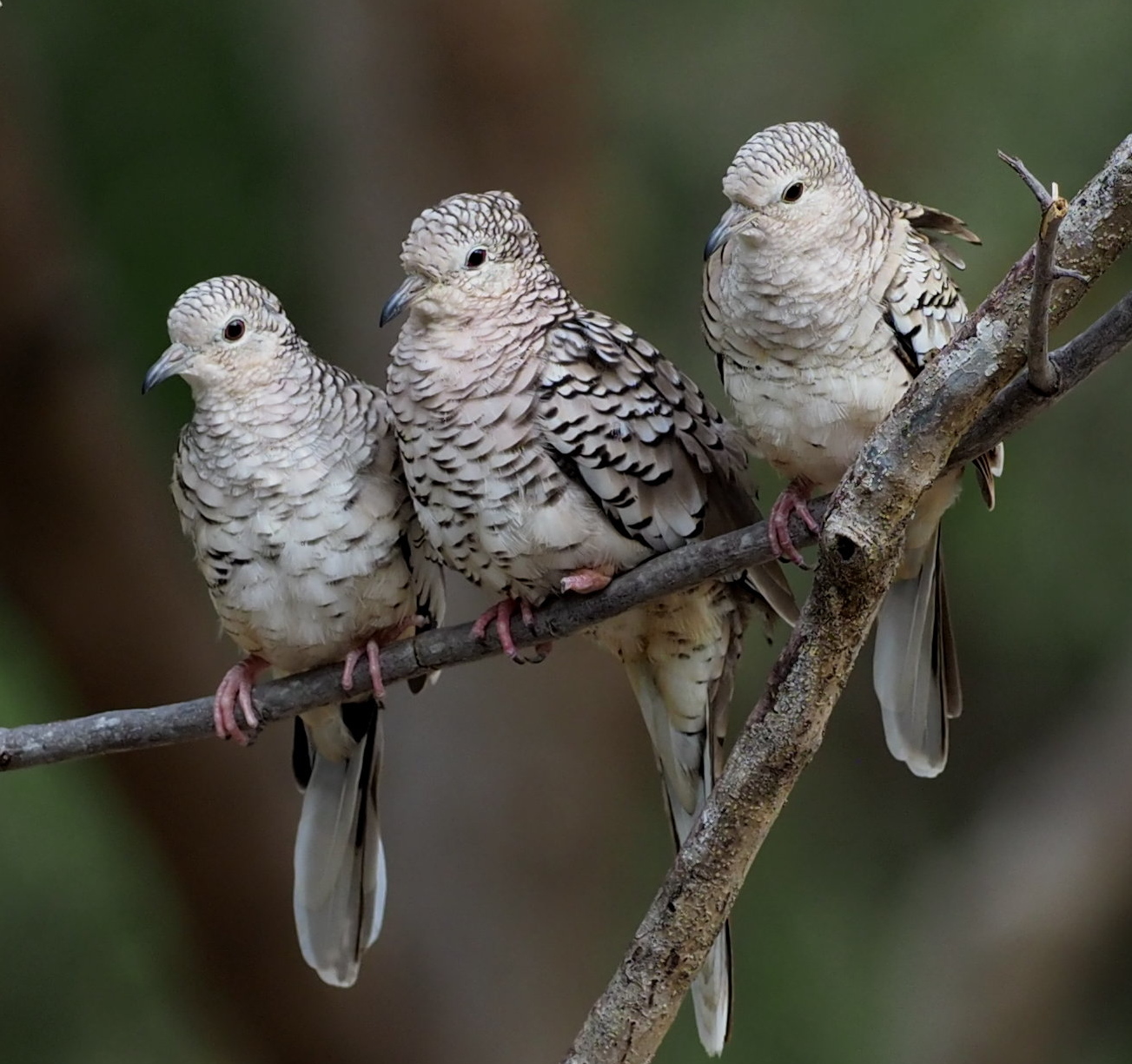 Scaled Dove