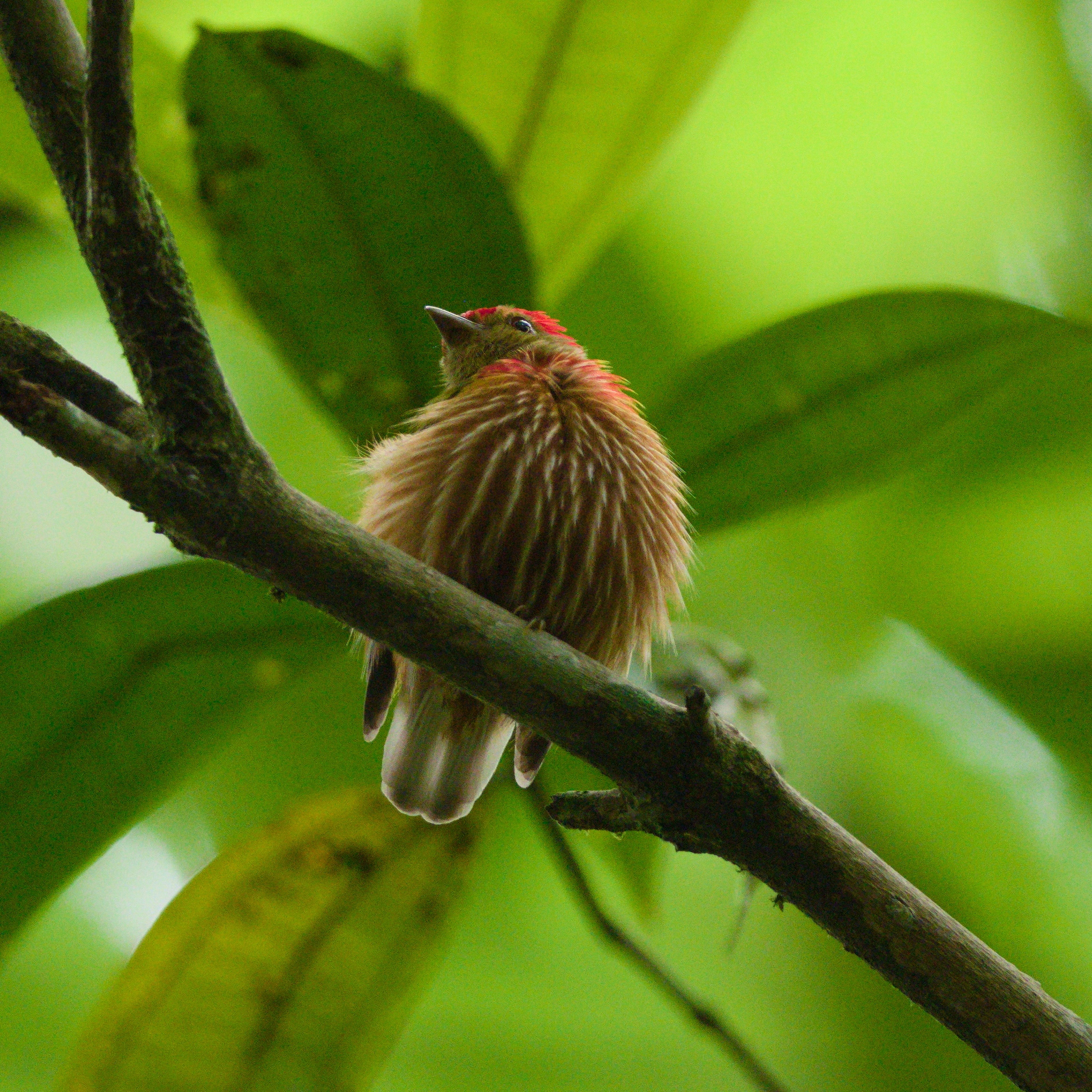 Striolated Manakin