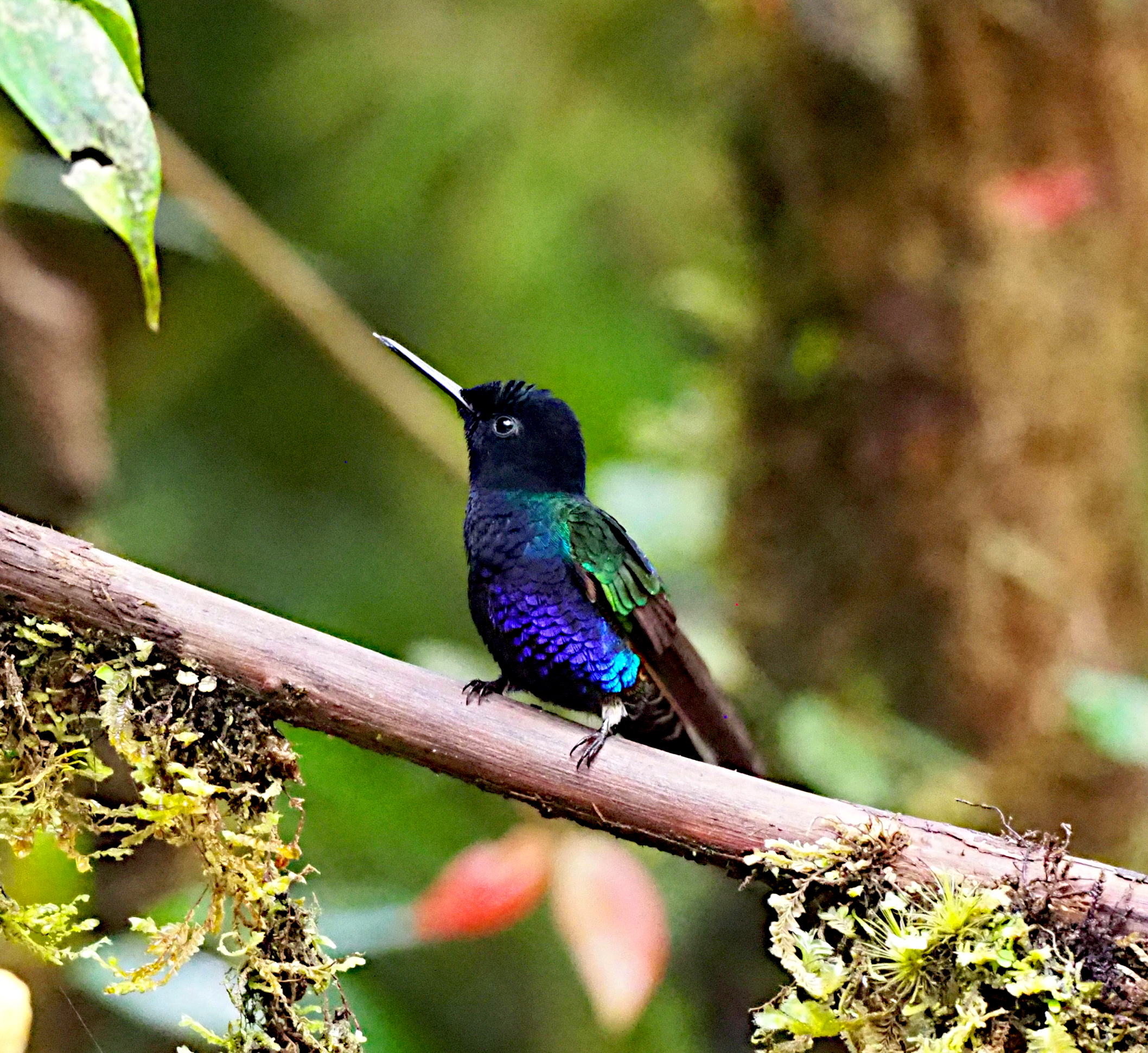 Velvet-purple Coronet