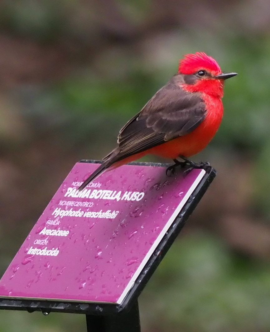 Vermilion Cardinal showcasing Colombia's vibrant bird diversity